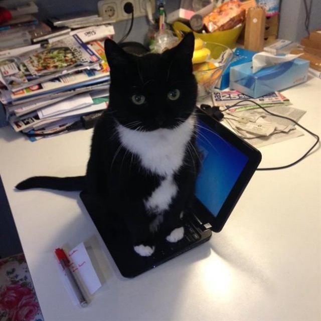 Коты из сети