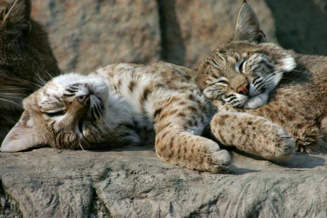 Коты и Кошки