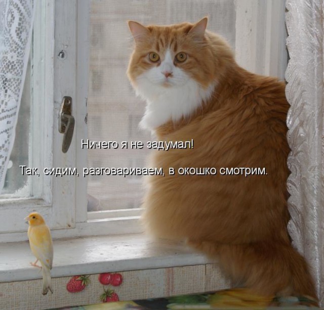 Коты и Кошки