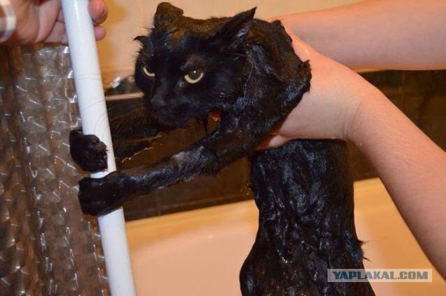 Погружение кошки в воду