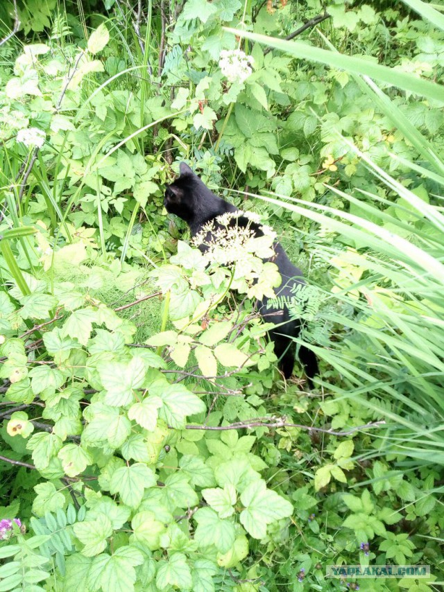 Котовторник 1.08.17