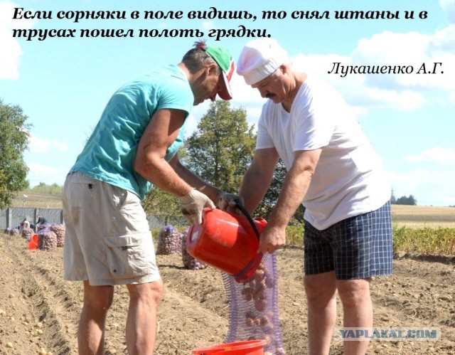 Тем кто картоху еще не выкопал.