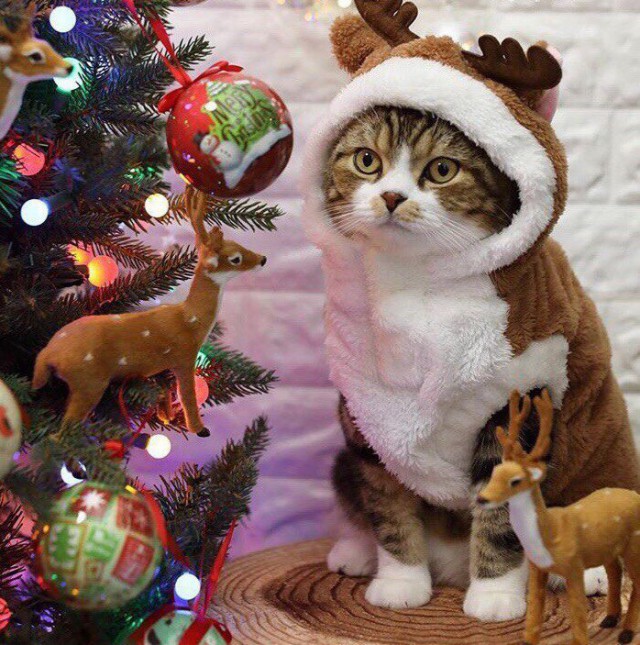 Коты и Кошки