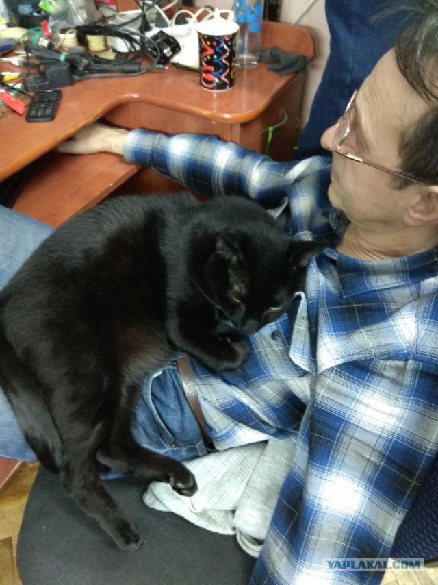 Котовторник 9.01.2018