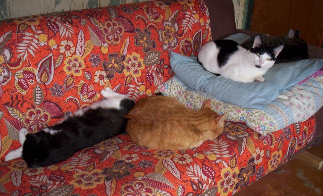 Котовторник 20.03.2018