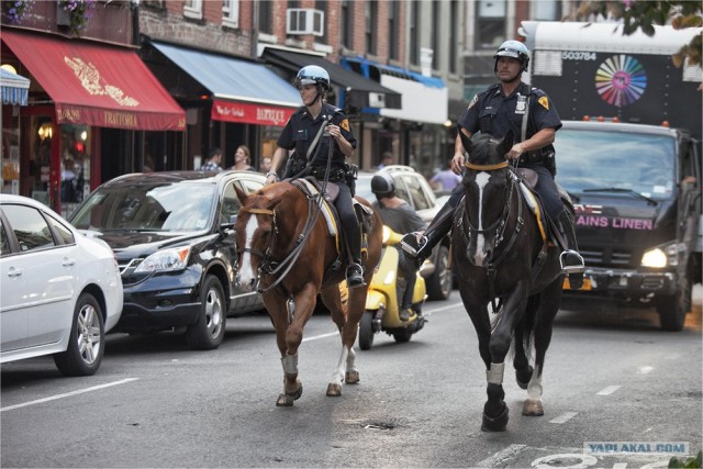Автомобили нью-йоркской полиции