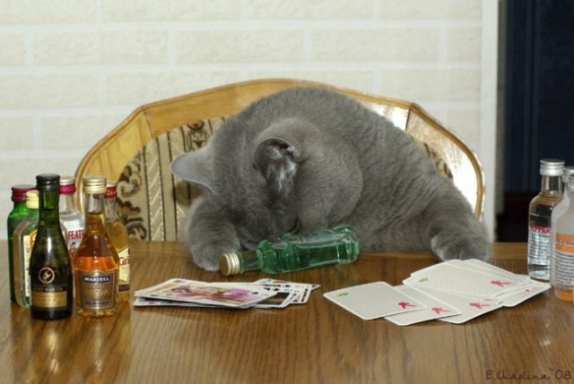 Котомет на вторник (15.04.2008)