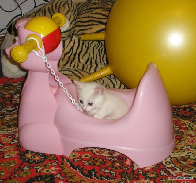 УРРААА ! Котовторник на ЯПлакалъ !