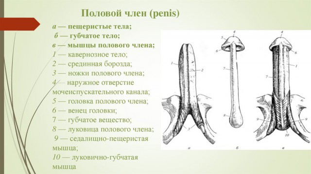 Почему разведенные мужчины за 40 претендуют на молодых?