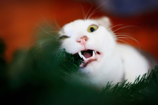 Новогодний КОТОВТОРНИК!