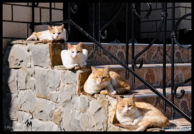 Котовторник на ферме (65 фот)