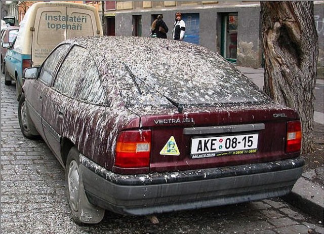 А ещё голуби бывают вот такие )