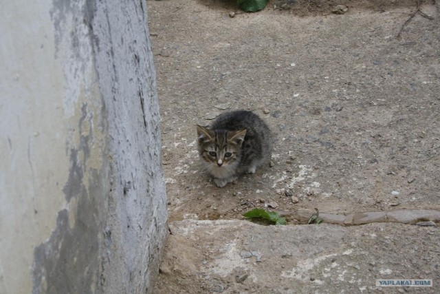 Начинаем котовторник!