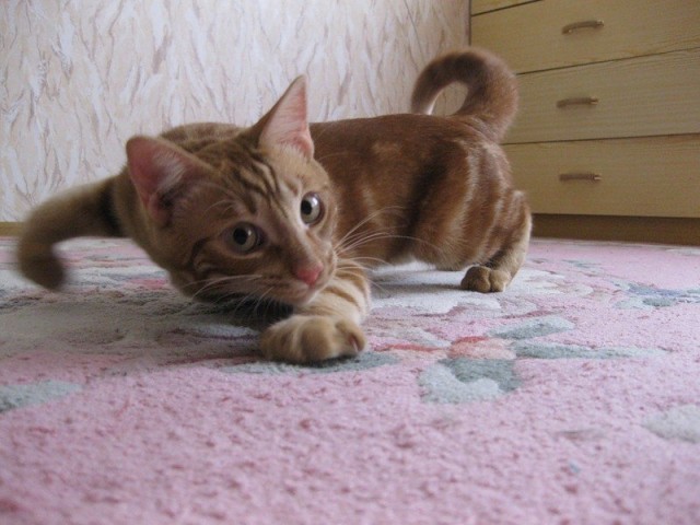 Супер-котофото на котовторник