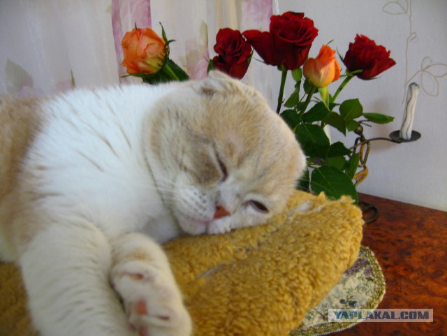 Котовторник (20.11.18)