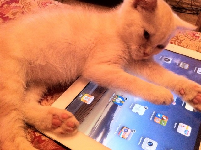 Котовторник! 11.10.11