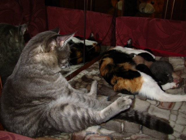 Котовторник (начало в супермаркете!)