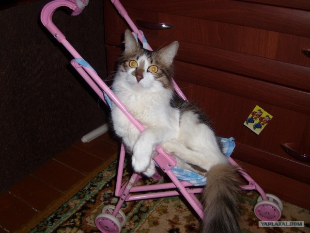 Котовторник (07.02.2012)