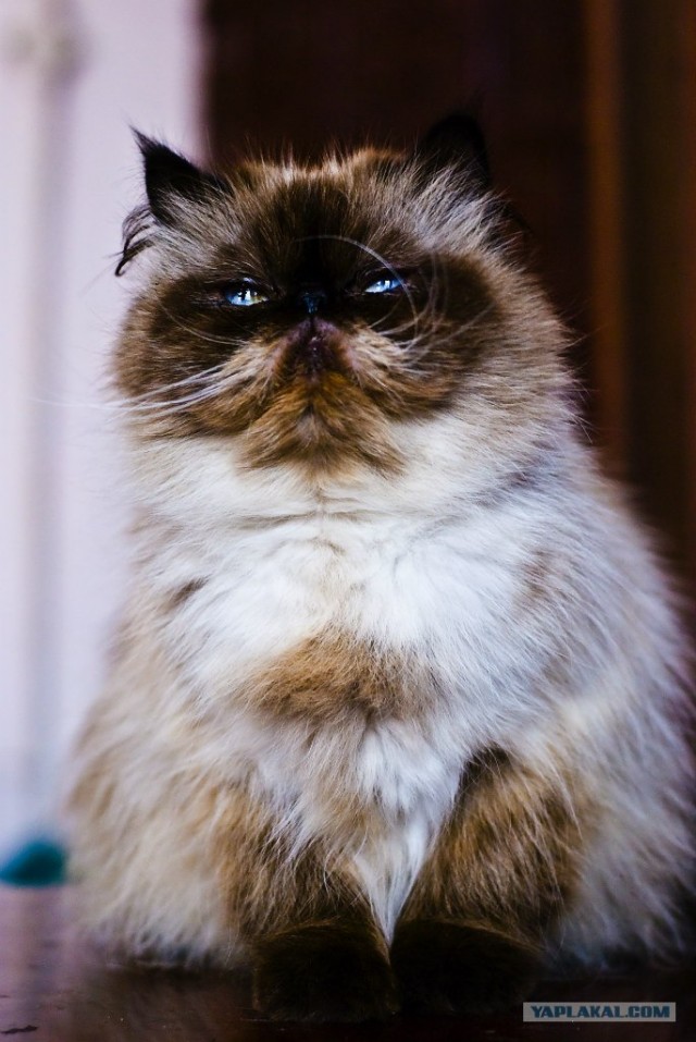 Котовторник 29.05.2012