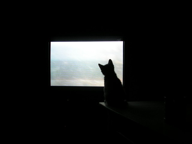 Котовторник 31.07.2012 г.