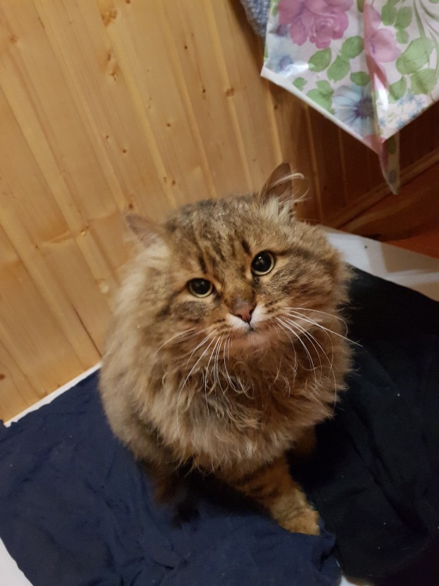 Прикольных котов пост