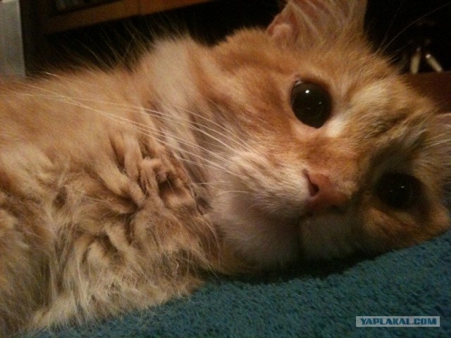 Котовторник  14.08.2012.