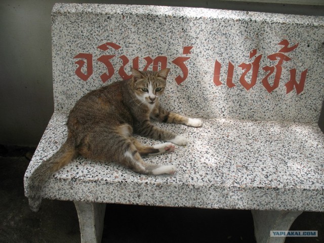 Котовторник  28.08.12