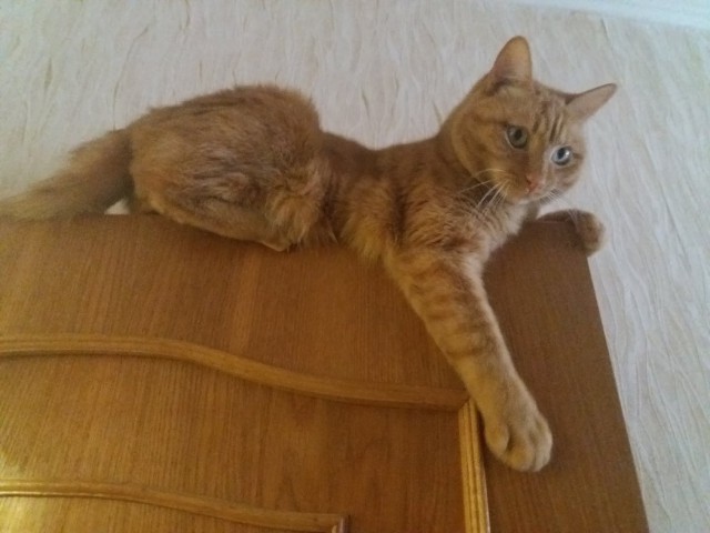 С Днём кошки!