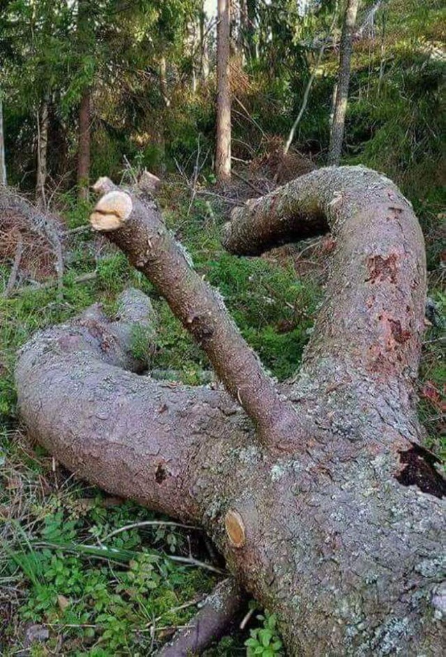 Деревянный PornHub 