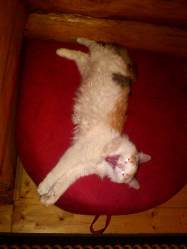 Кошки, которые заснули в самых невообразимых позах