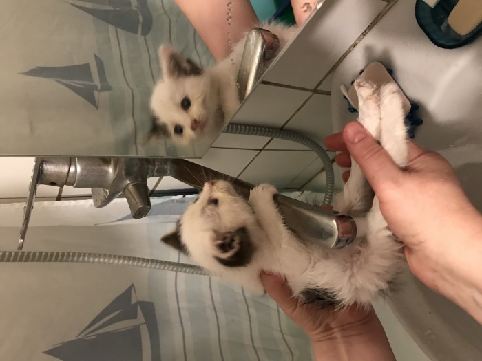 Вот так котовторник
