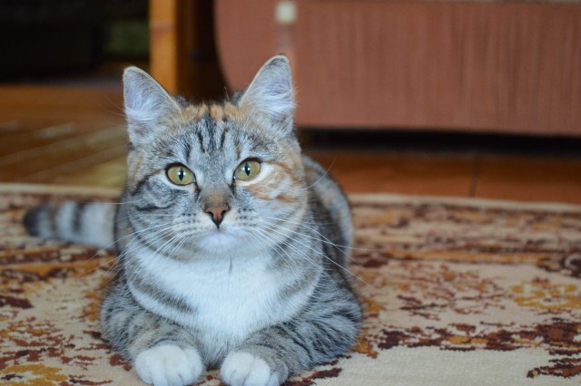 Забавные фото котеек