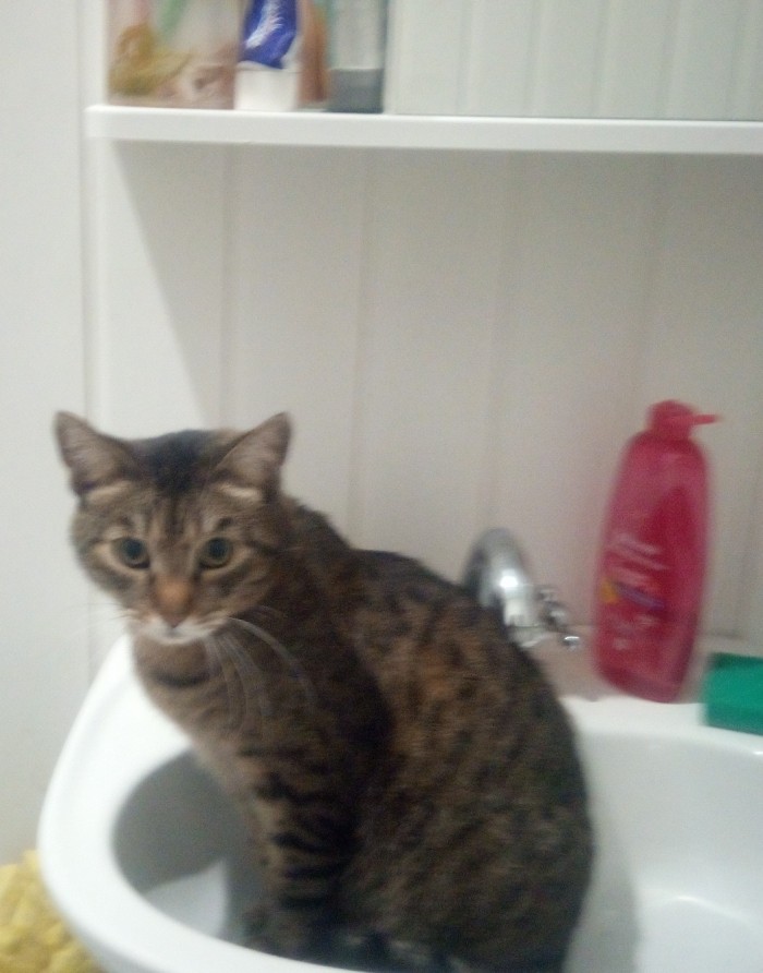 Котовторник 28.01.2020