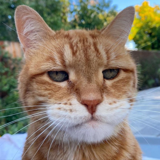 Котики
