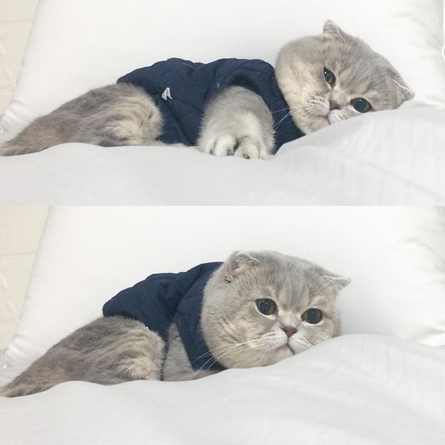 Эти забавные животные