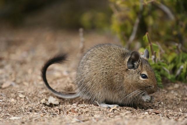 Глазки отдохните: подборка живности всякой