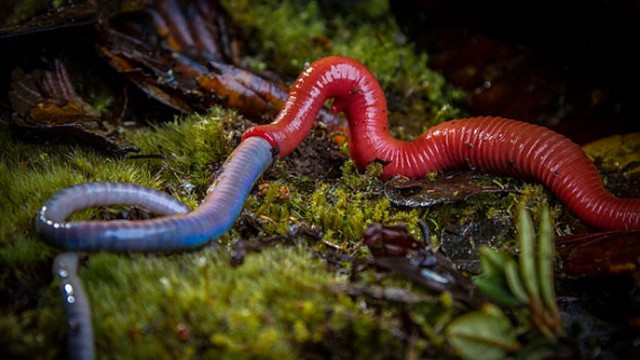 Чего только в мире нет. И все хотят жрать!