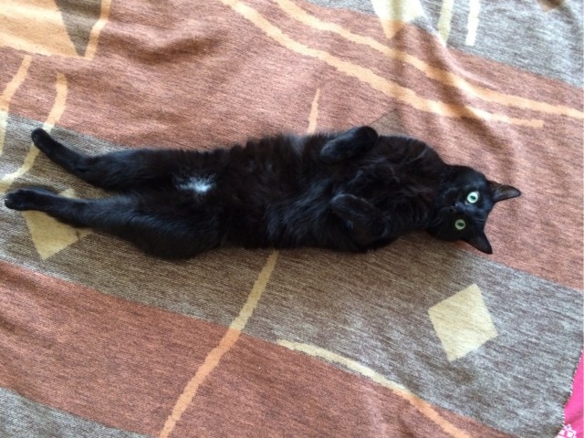 Котовторнику быть!