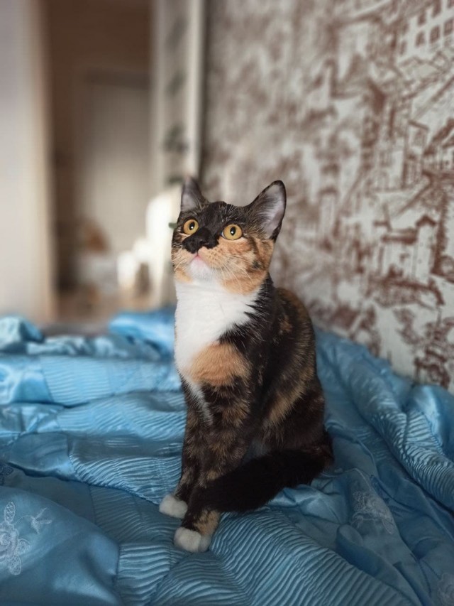 Котовторник!