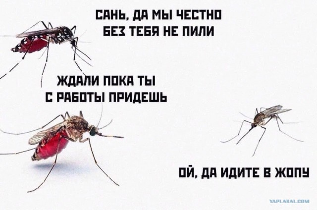 Разной степени баянности пикчи