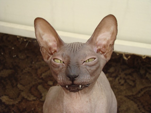 Котовторник (свои добавляем)