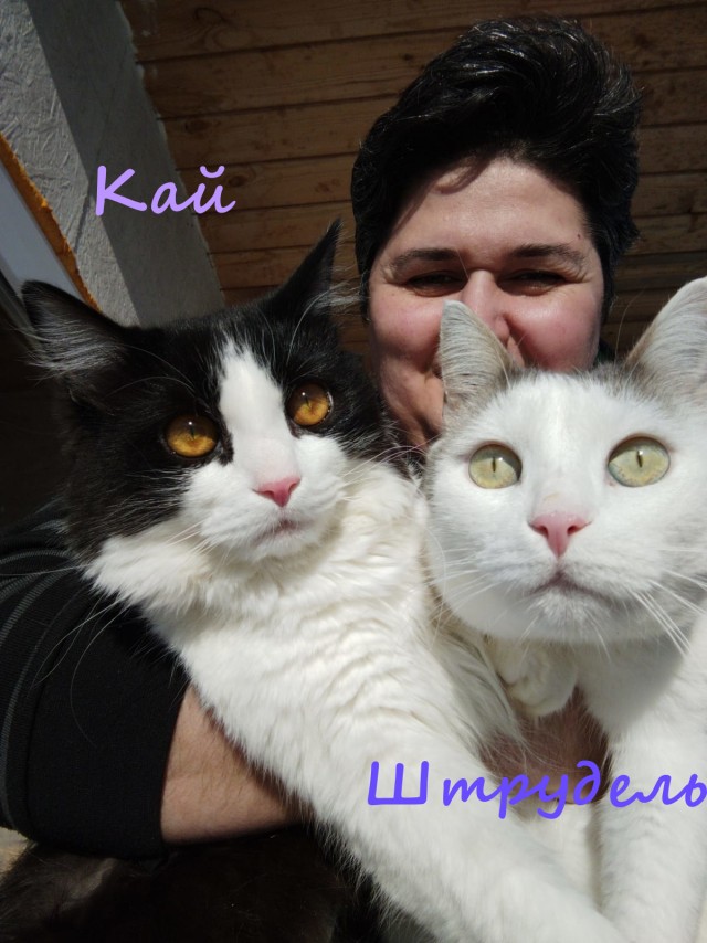 Жизнь домашнего приюта "Котоленд" 328
