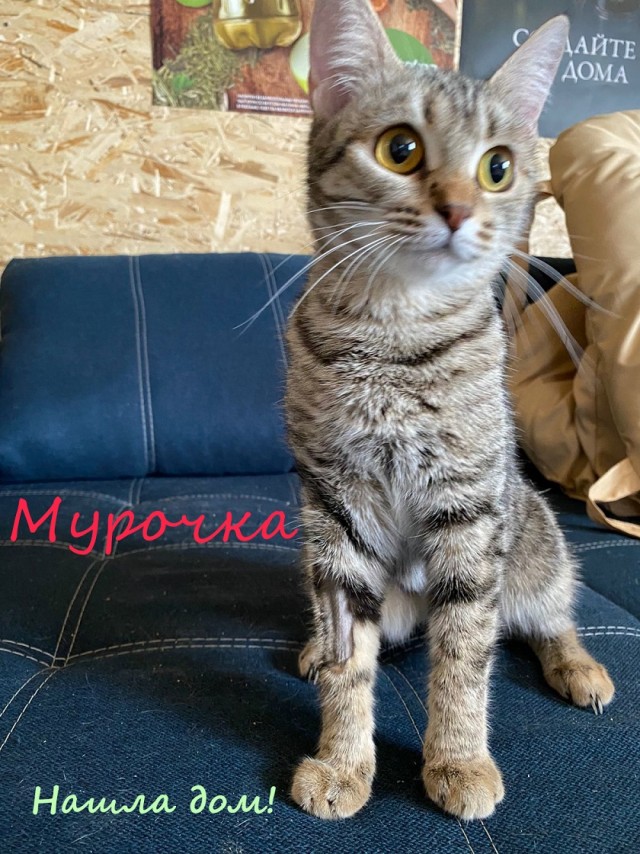 Жизнь домашнего приюта "Котоленд" 331