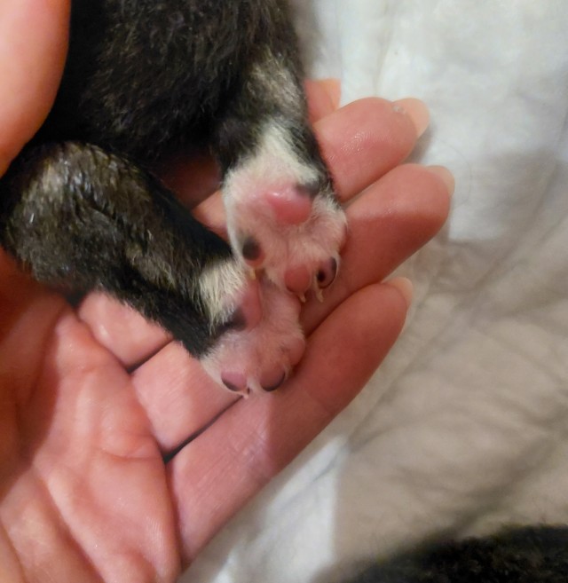 Собакочетверг 12.05.2022