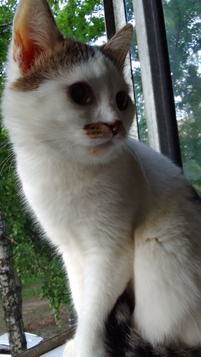 Кот д’Ивуар