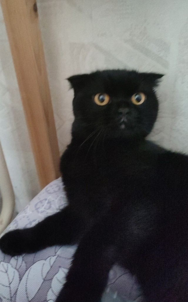 Я принес тебе дохлую мышь...
