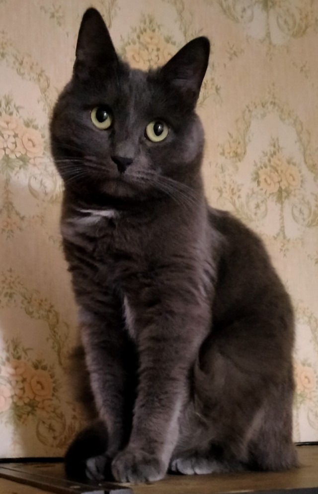 С Котовторником вас! Зовут Чеса!