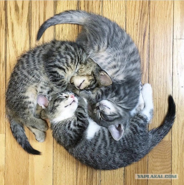 Трое .. опять трое... Милота.