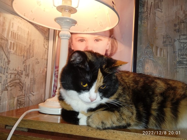 Котородня