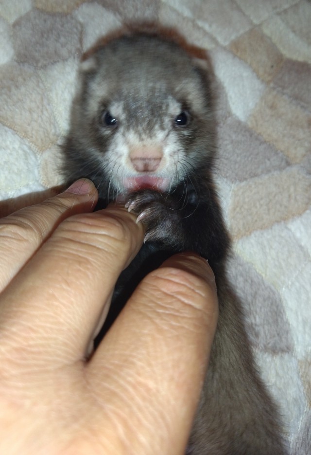 Хорёк вместо кота